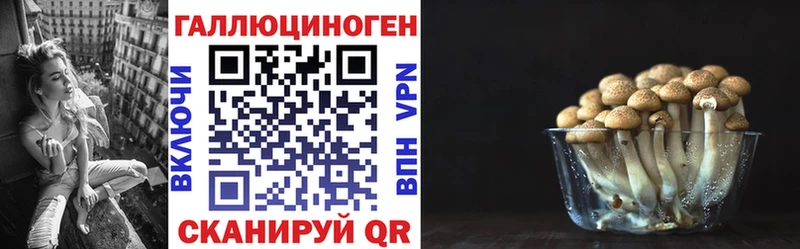 Галлюциногенные грибы Psilocybe  Кудрово 